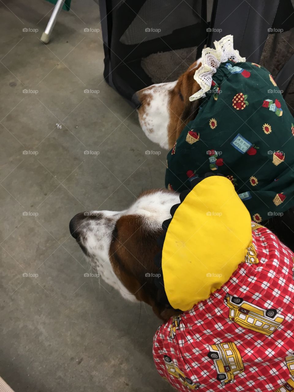 Hounds with hats