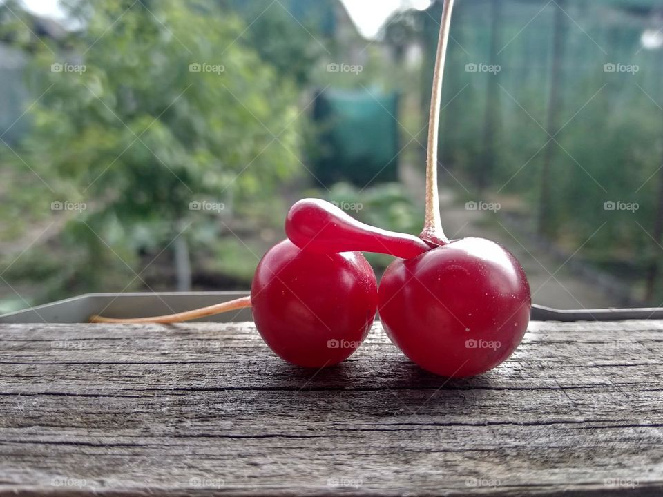 The sweet cherry