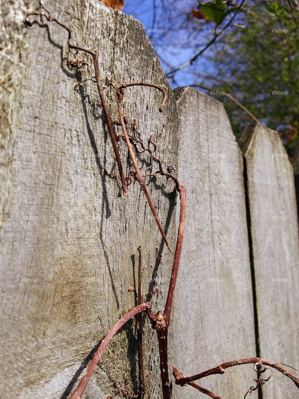 dry vine on a fence