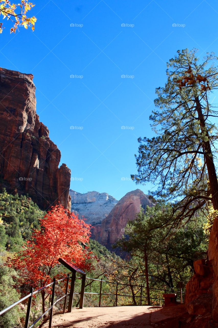 Zion National Park. Mountains. Trees. 