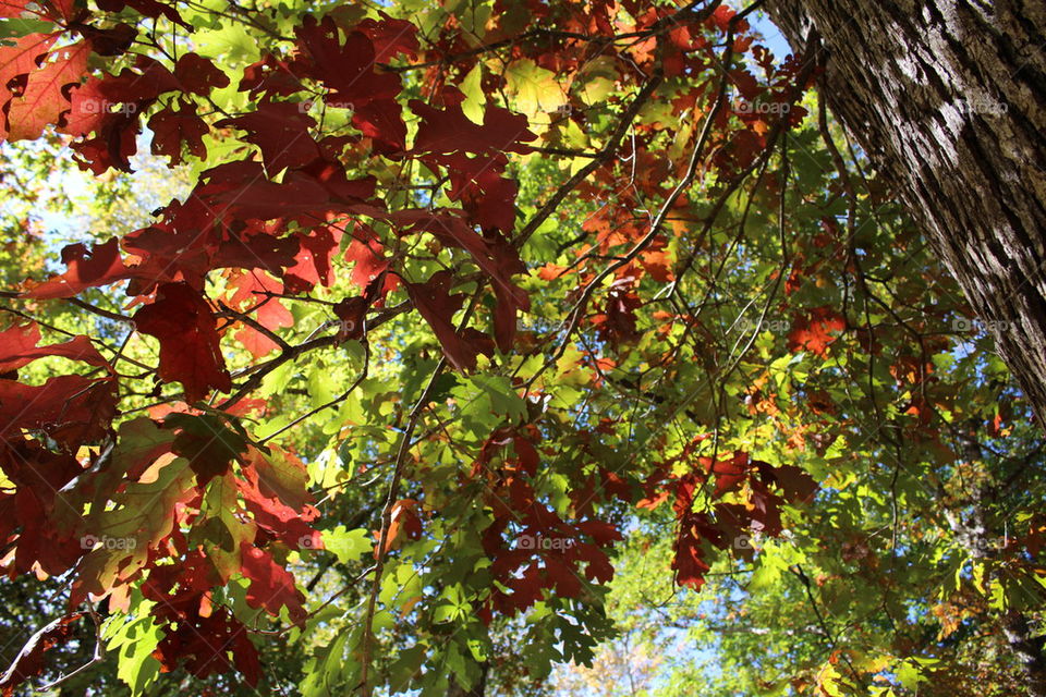 orange leaves