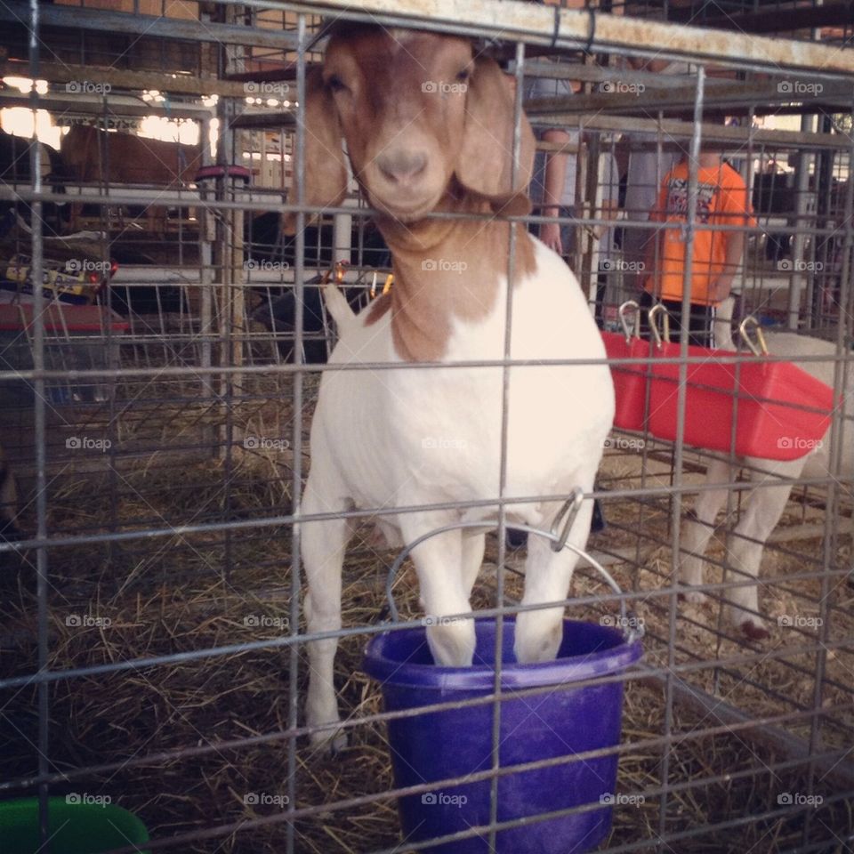 Goat in a Bucket