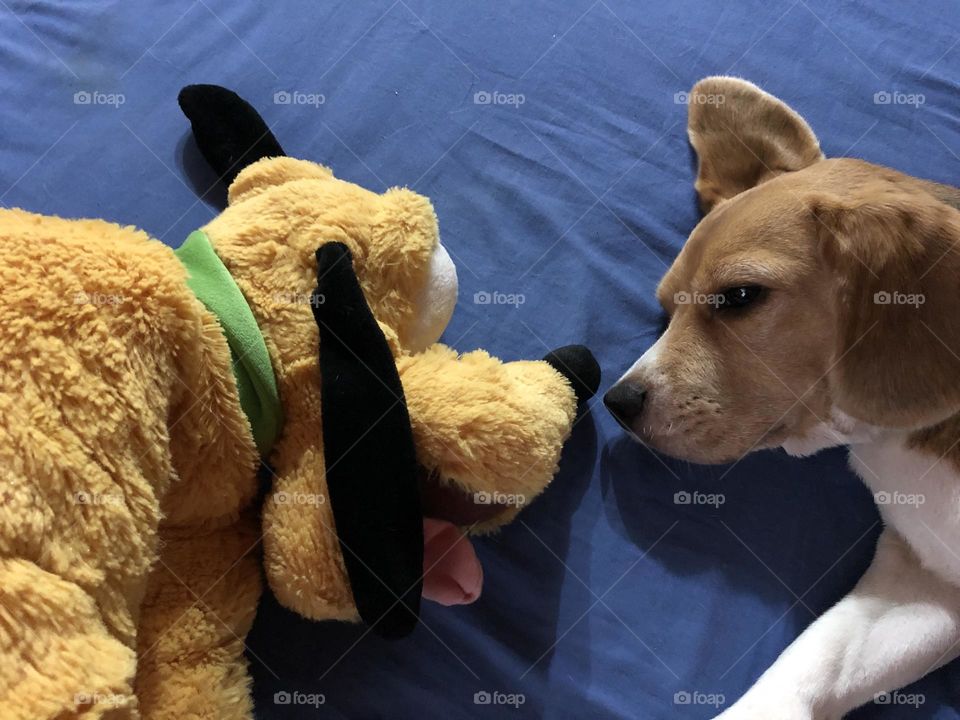 Brincando com o Pluto de pelúcia