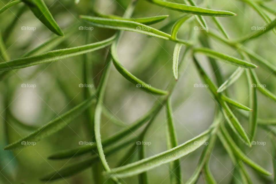 Plant leaves