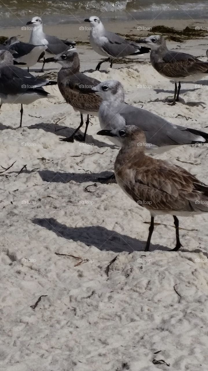 Birds of Pensacola. these birds will keep you company while you're sunbathing ...