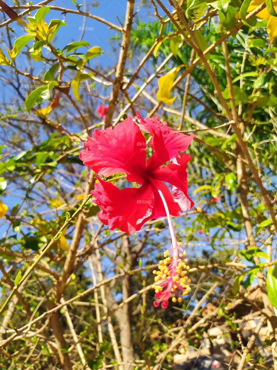 Perfeita em uma postagem sobre natureza