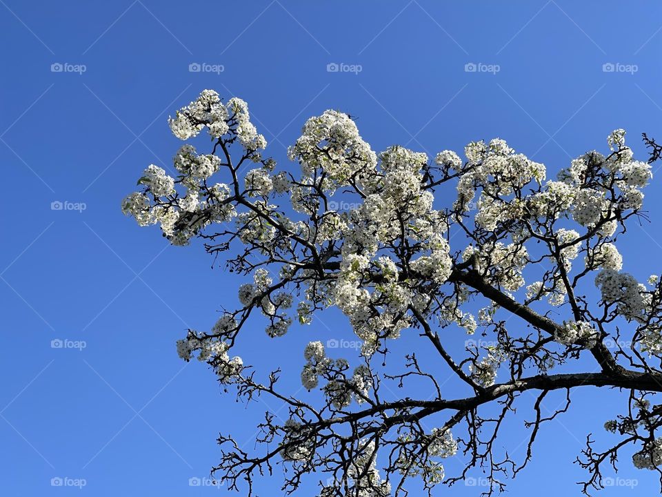 Flowering tree