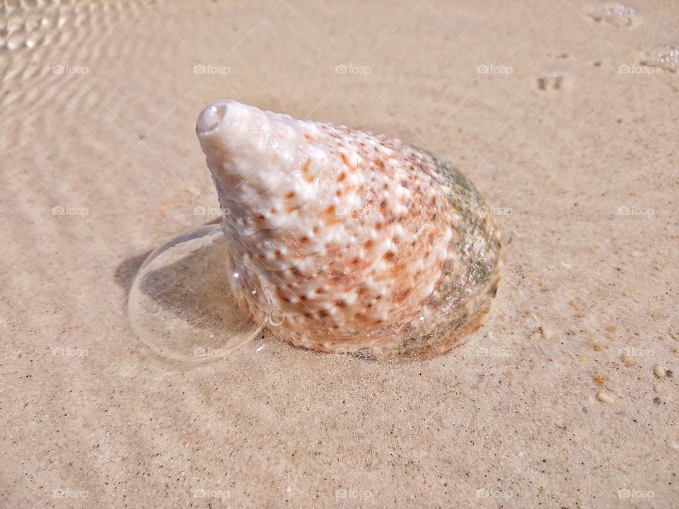 bubble waves hit by sea shells
