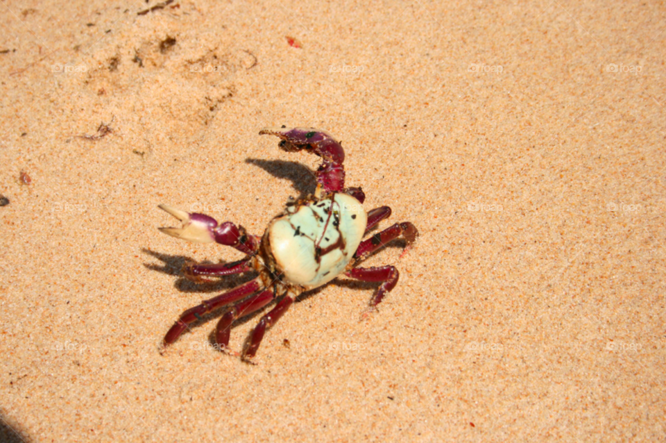 sand crab shipwrecked by Aida