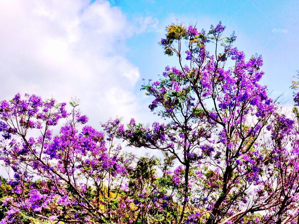 Jacaranda