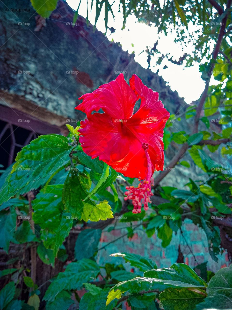 Hibiscus flower in the garden with green leaf