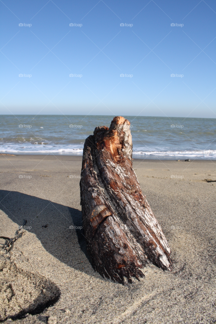 beach ocean wood tree by leonbritton123