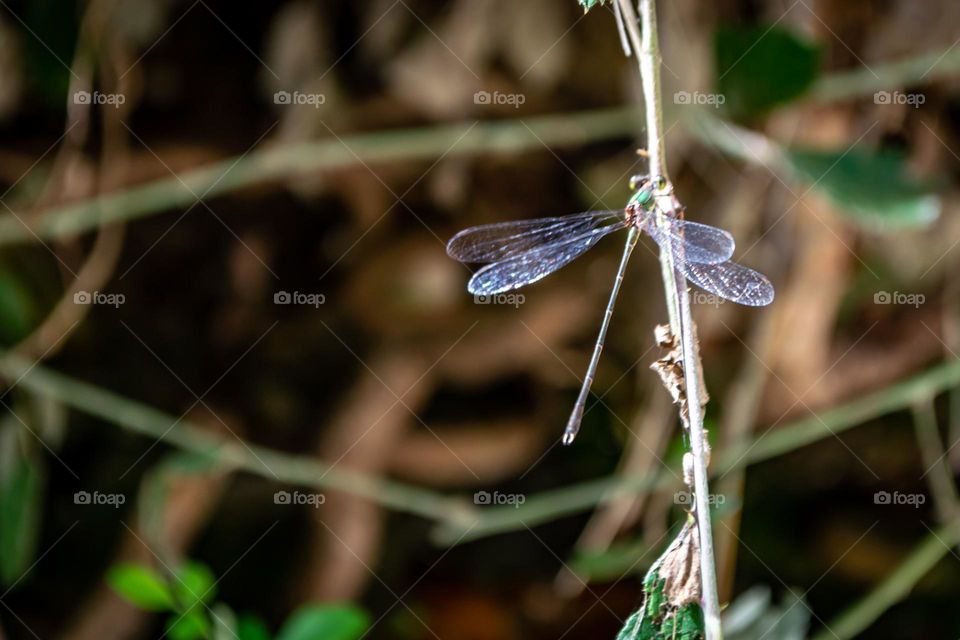 Dragonfly waiting