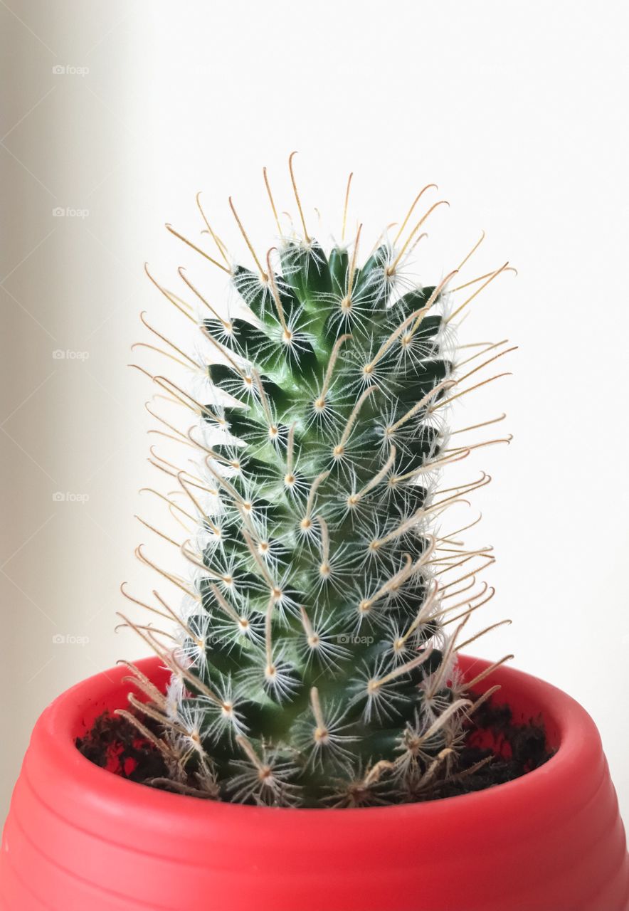 Cactus in Red Pot