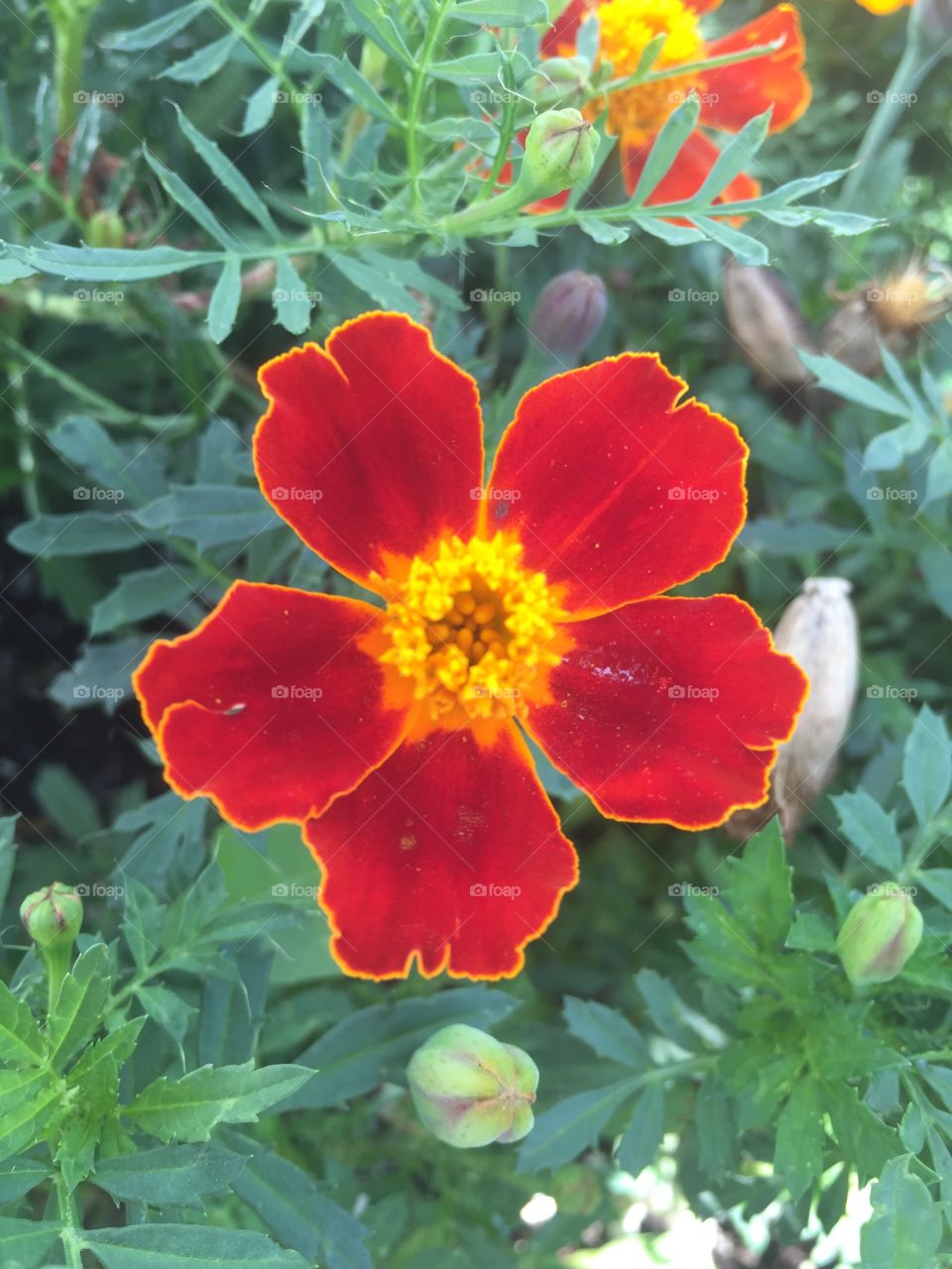 My beautiful flowers 