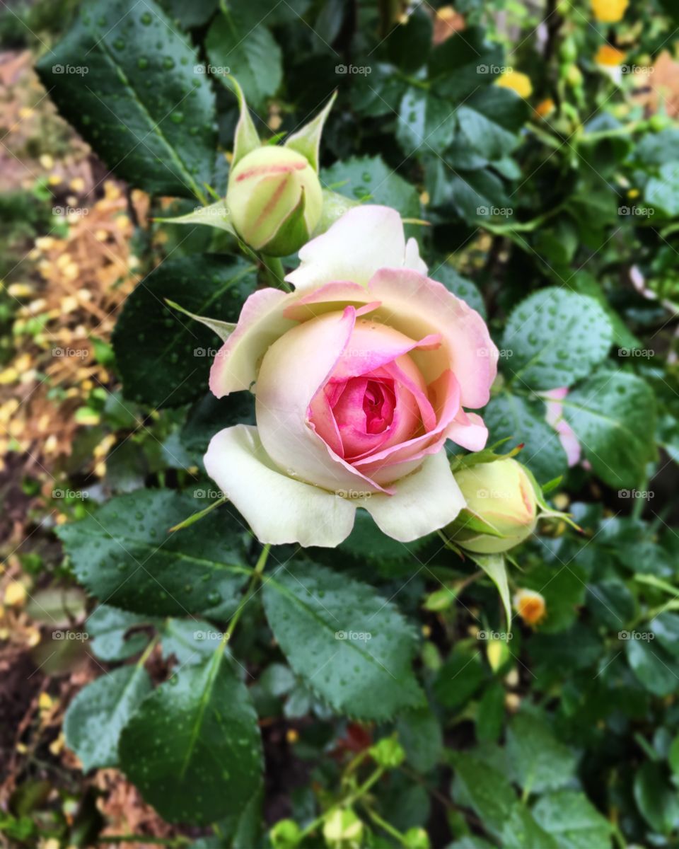 Beautiful white rose 