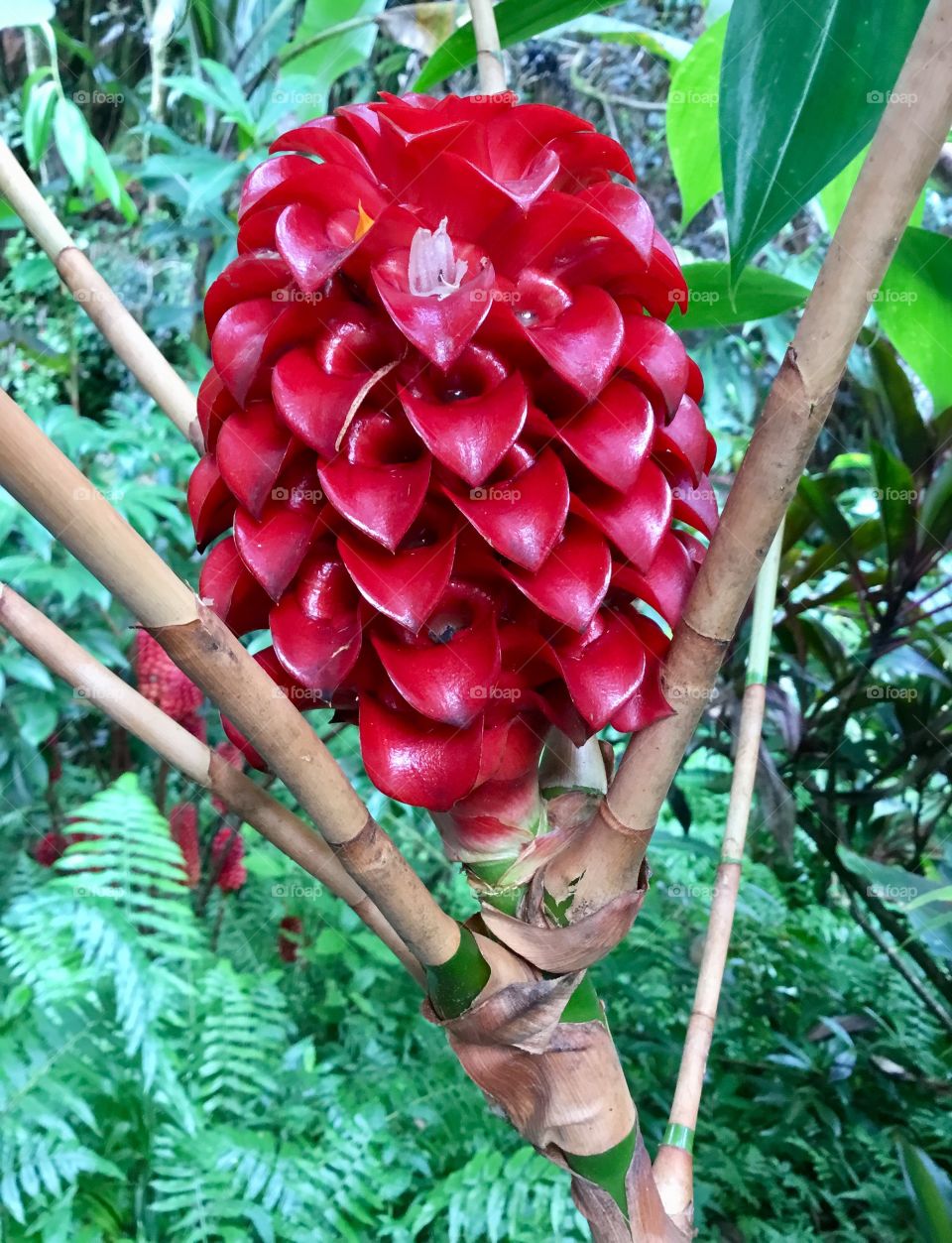 At Hawaii Tropical Botanical Garden