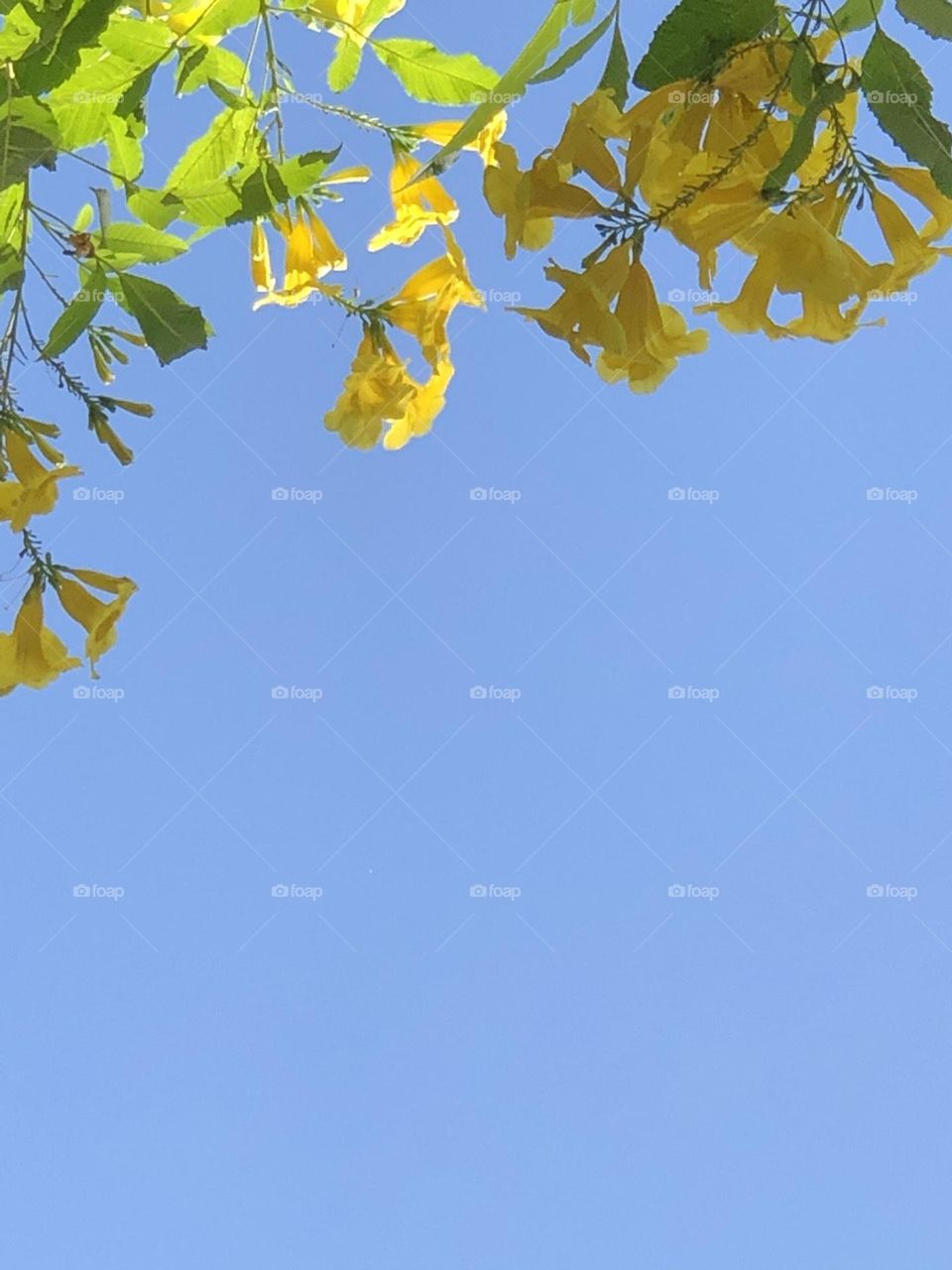 Đung đưa trong gió.