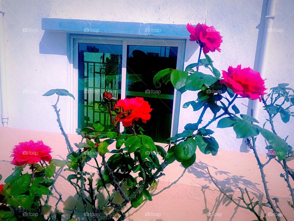 beautiful red rose flowers 🌸🌺🌻🌹🌷🌼💐in our garden