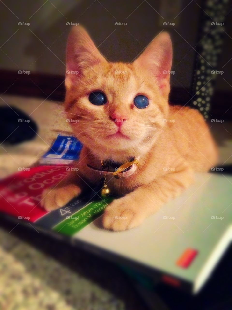 Pippa. Disabled kitty