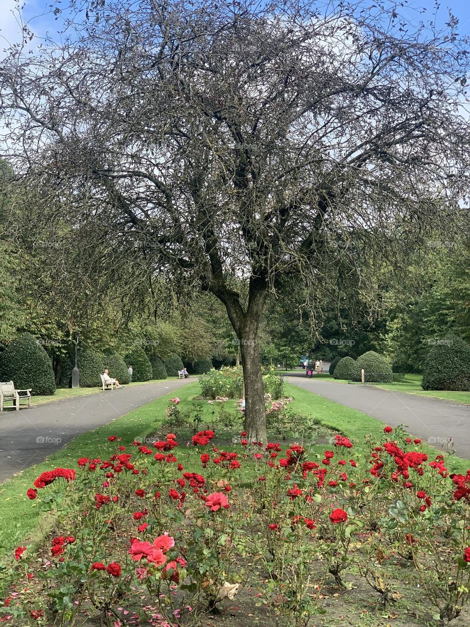 Tree and flowers in the park