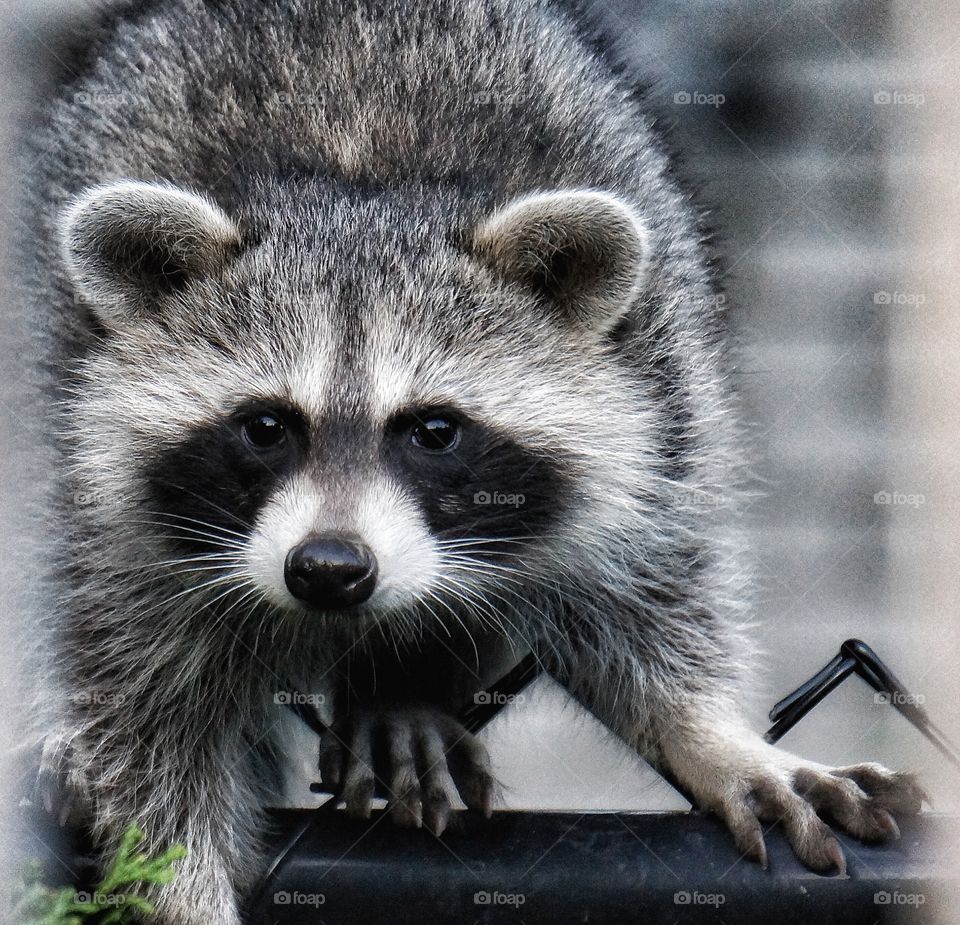 In my yard this evening.....raccoon