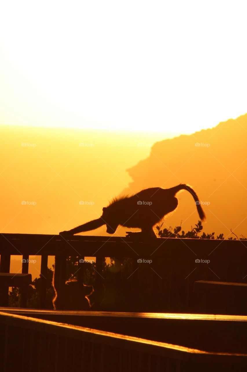 A silhouetted photograph of two baboons at sunset in the Robberg