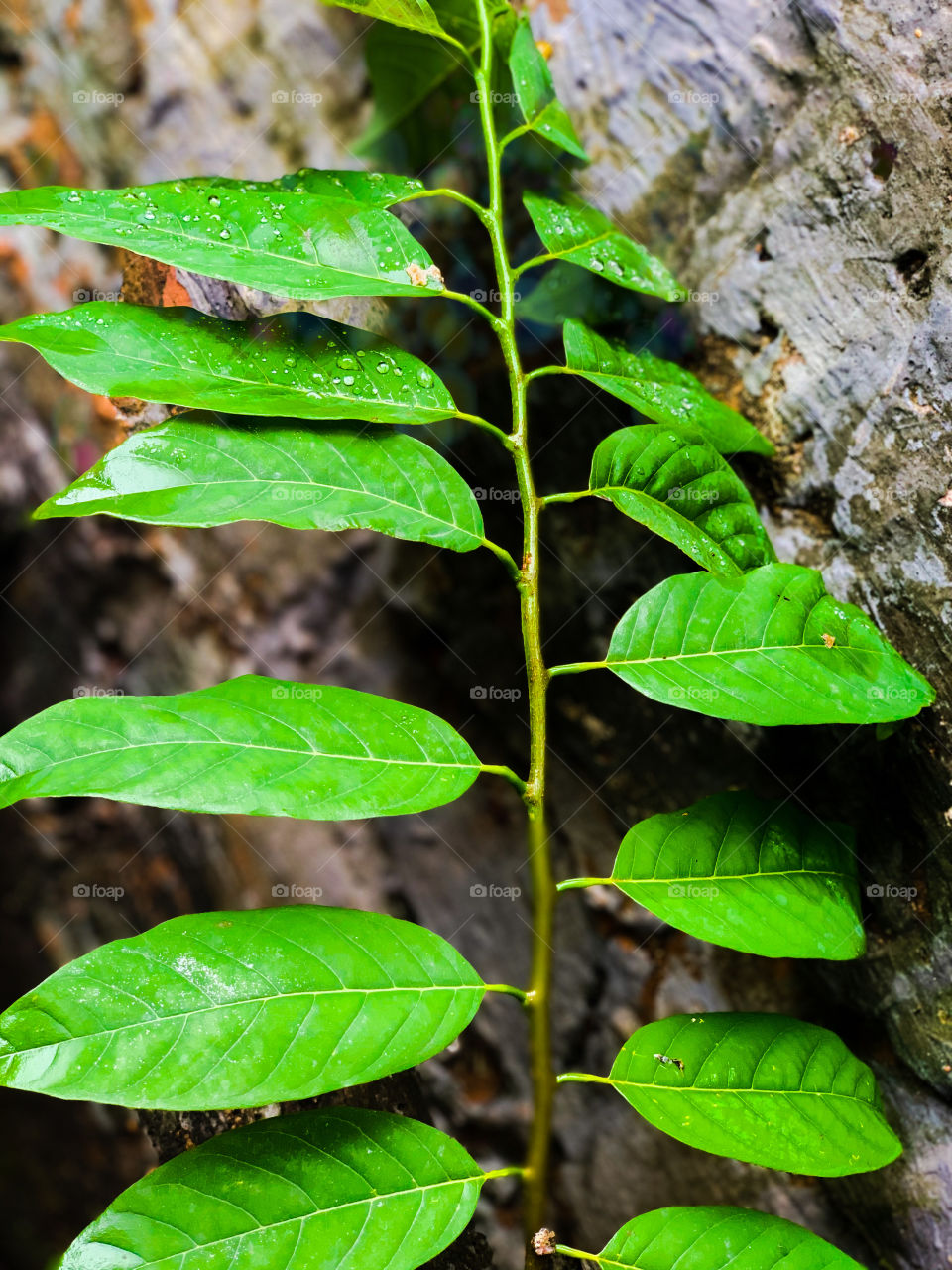 Leaves rain drops and Wall 