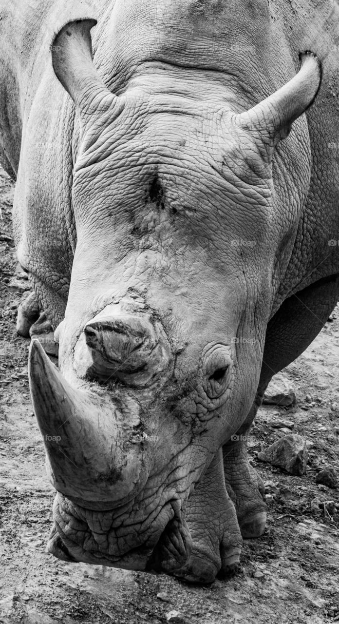 a beautiful portrait of a rhino in black and white