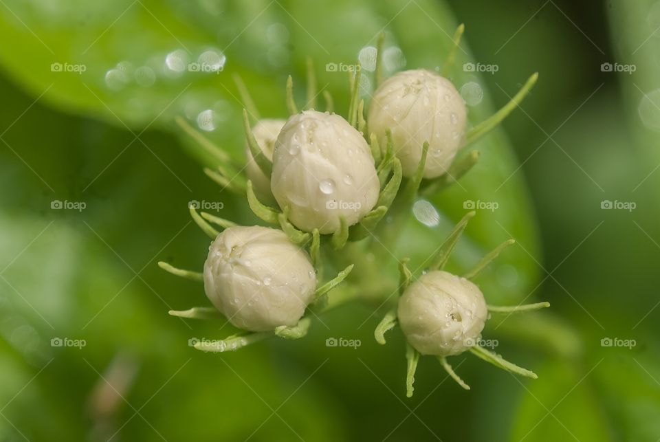 beautiful macro shot 