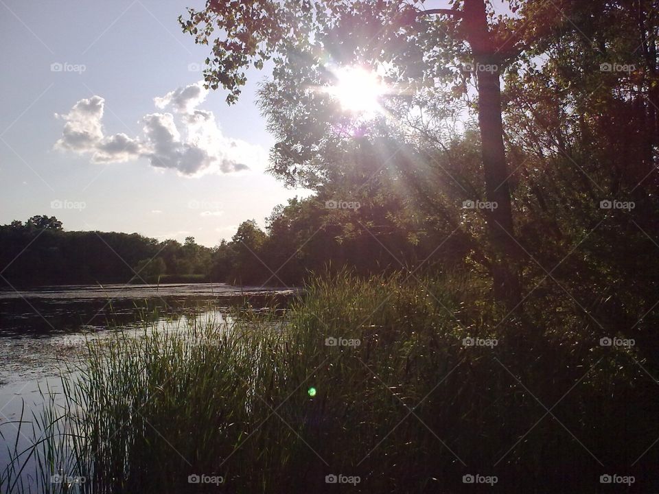 Sunshining through the trees on the lake