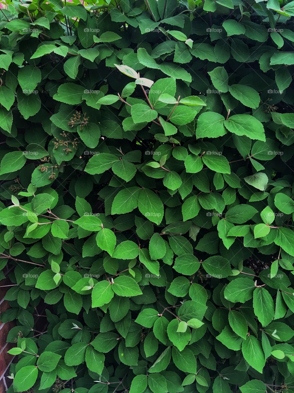 Pleasing Wall of dark green leaves
