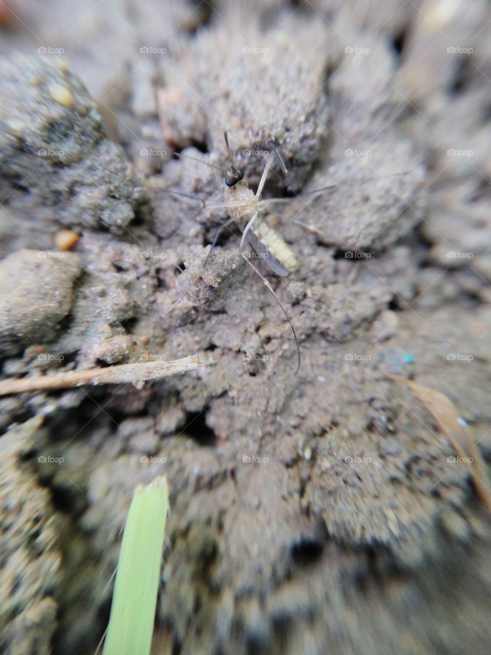 ant taking a mosquito