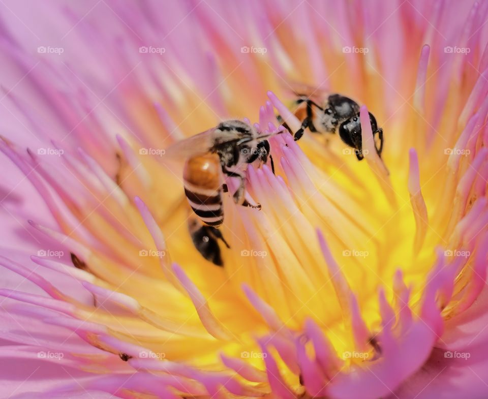 Bees and Beautiful lotus