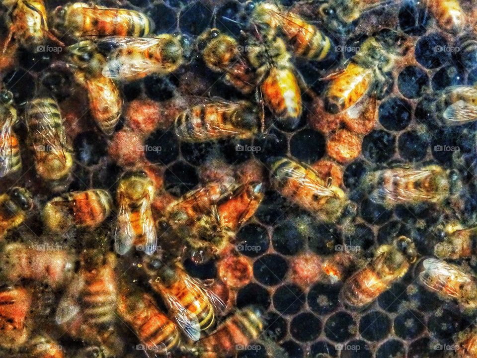 Honey bees on honeycomb