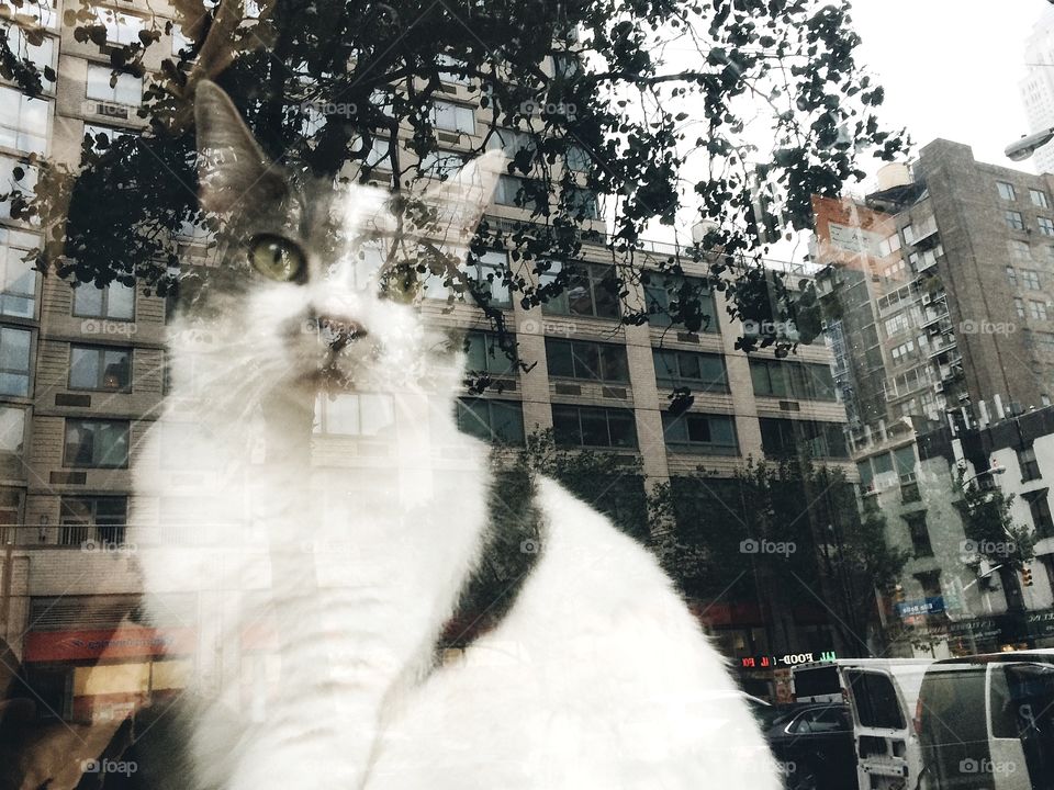 Cat. cat in New York 