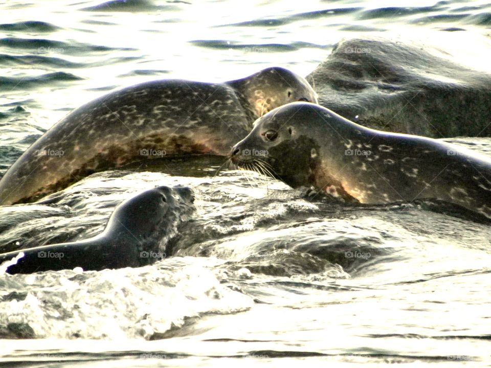 Seals Vying for Space. Seals in San Diego trying to find a spot to rest