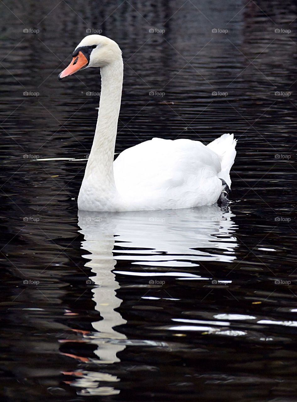 White swan in river