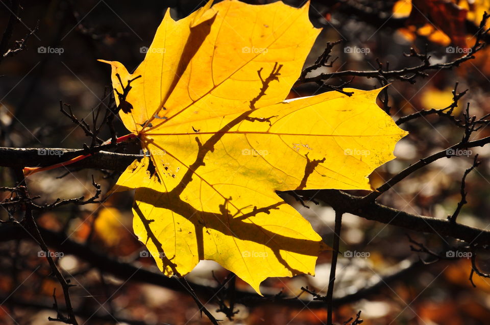 Close-up of yellow leaf