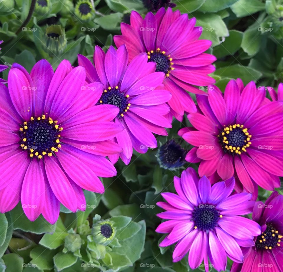 Magnificent pink winter daisy flowers.
