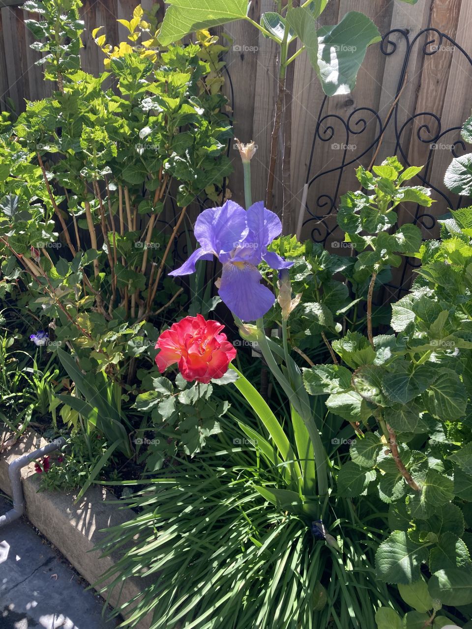 Purple bearded iris and Granada rose