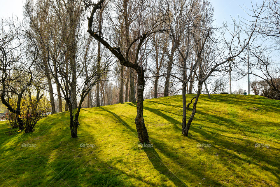 Field of grass and trees