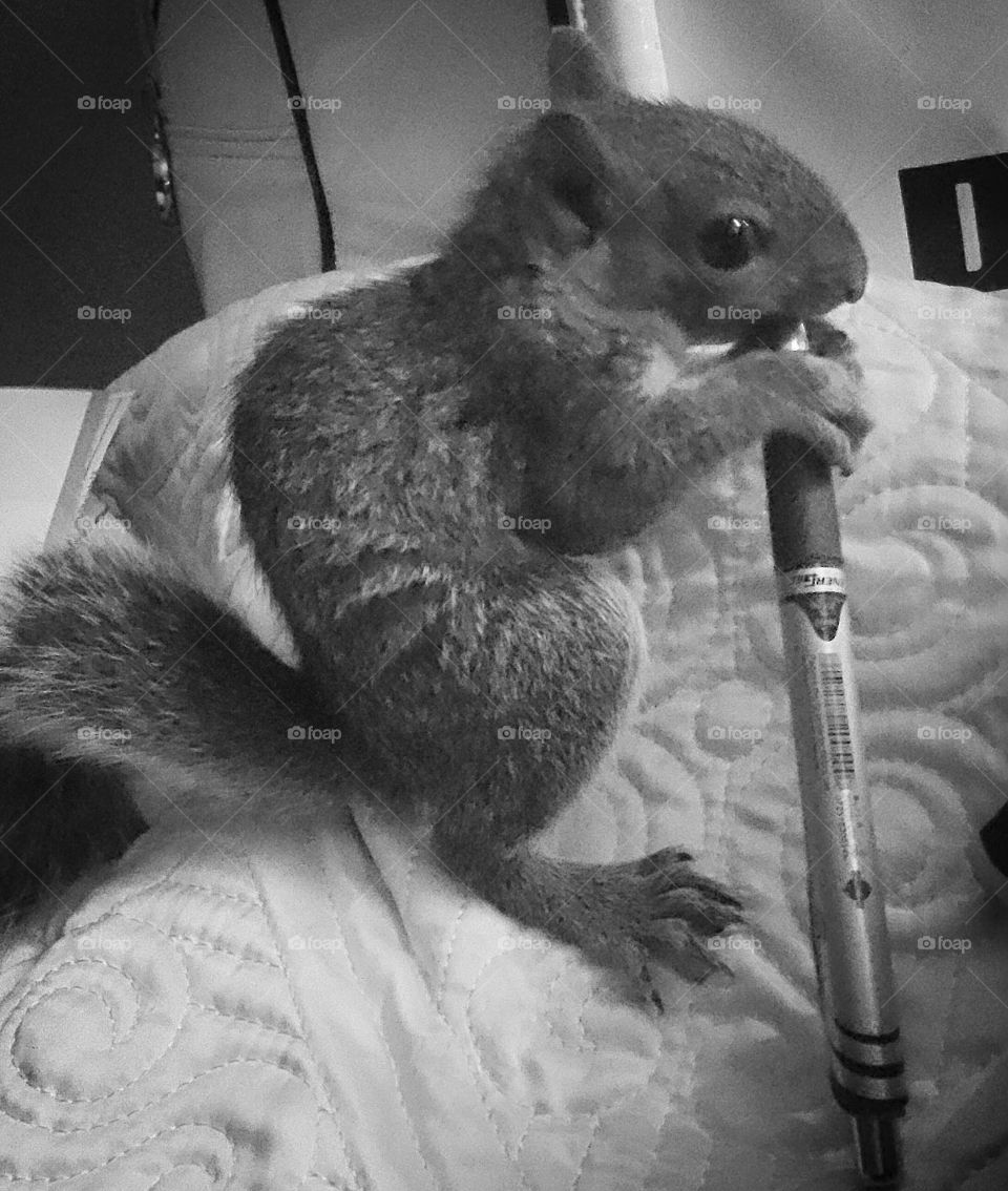 Squirrel playing with a pen