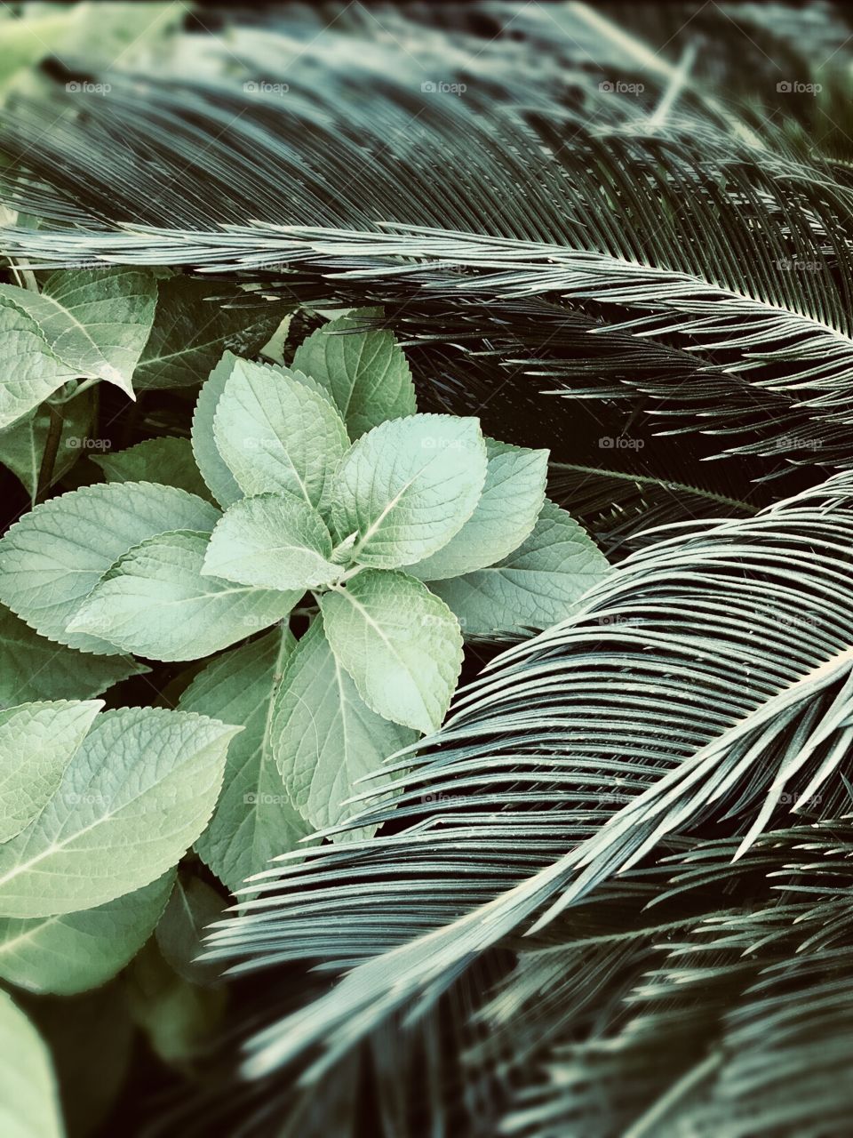 Have beautiful mint colored Greenleaf being framed to pay a leaf of a different plant in the garden and a nice fall afternoon. USA America