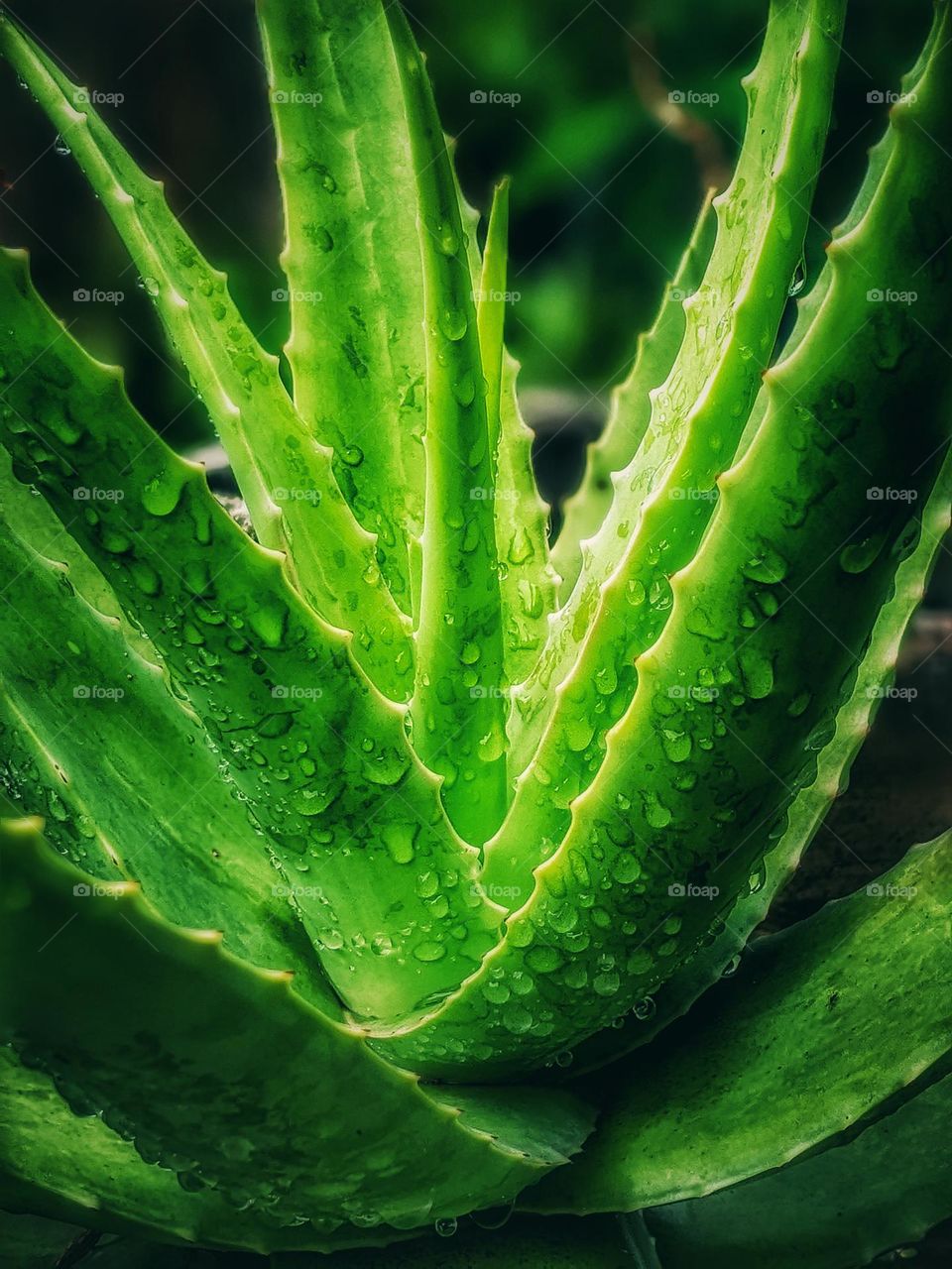 aloe vera plant