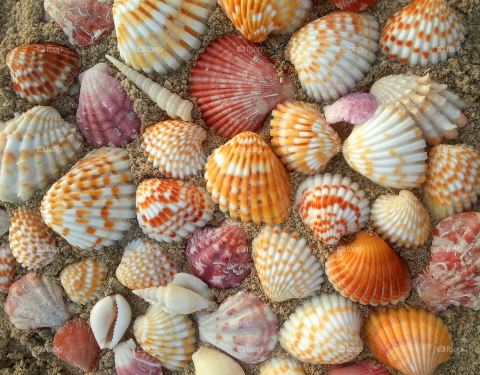 Seashell pattern