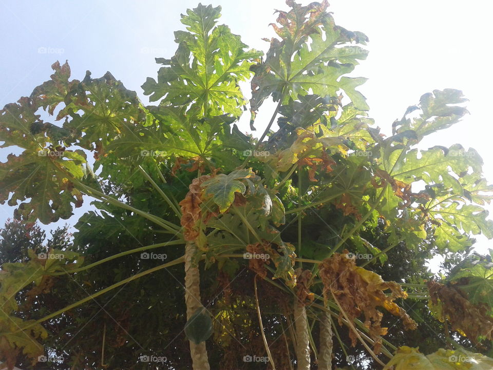 some of the papaya leaves are yellow because of the dry season