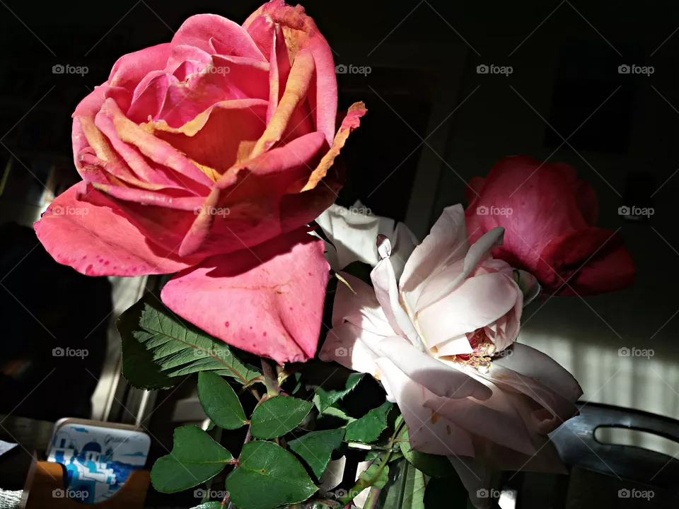 flowers