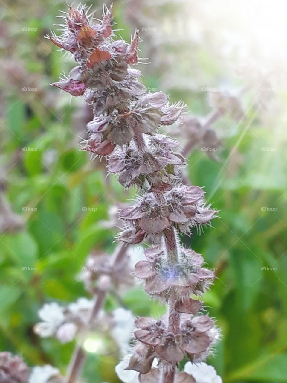 wild basil