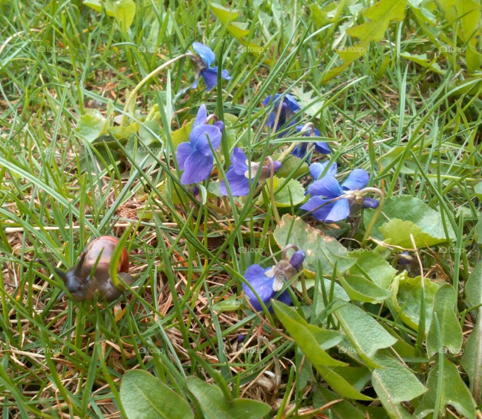 Nature, Flora, Flower, Leaf, Grass